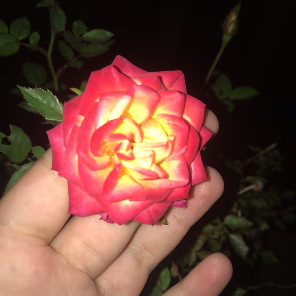 Meet your Posher, Kenna